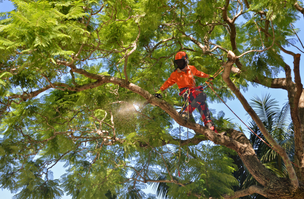 tree lopping Gold Coast