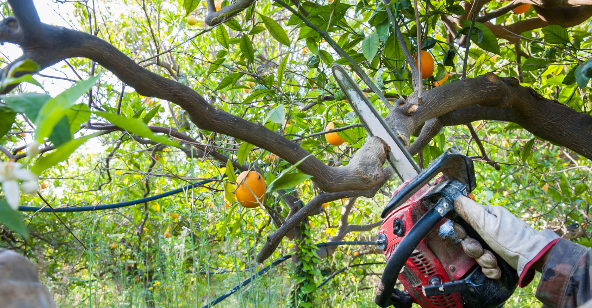 tree lopping Gold Coast