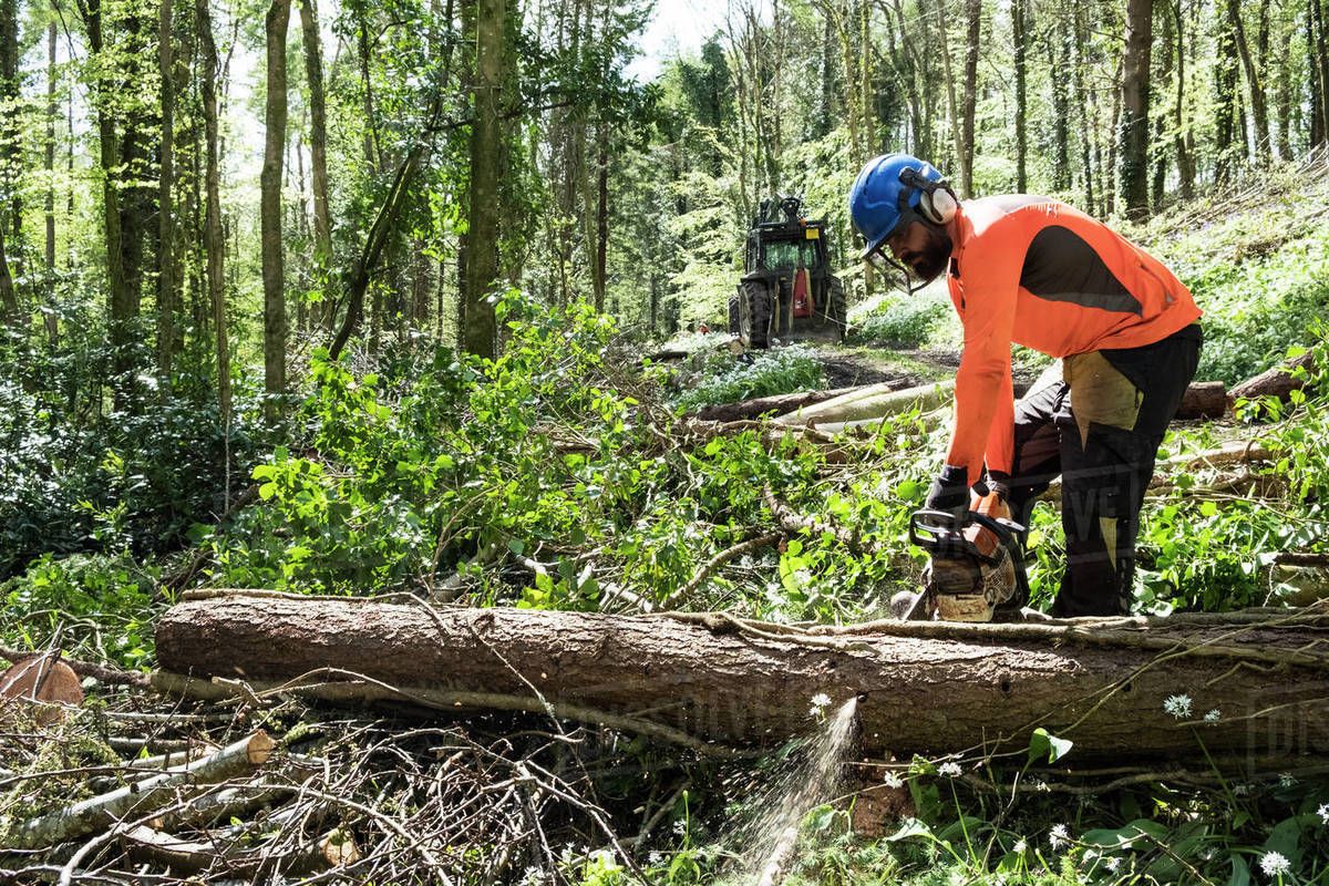 Tree arborist in Gold Coast