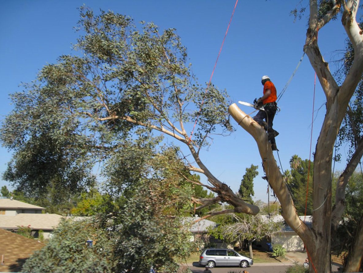 Tree arborist in Gold Coast