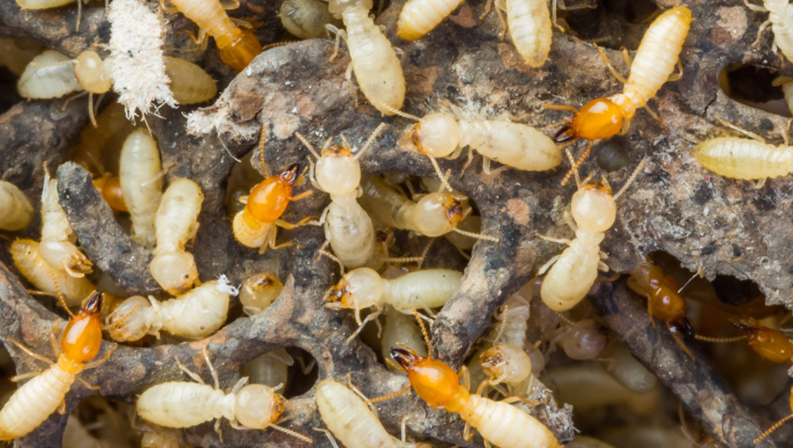 Best Termite Treatment in Gold Coast
