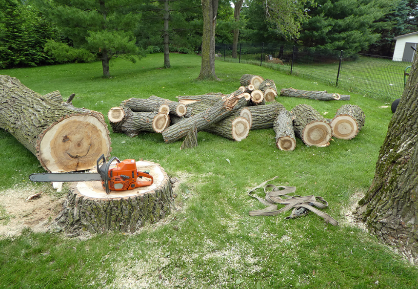 tree cutting on the Gold Coast