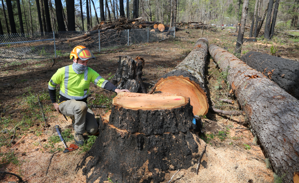 tree cutting on the Gold Coast