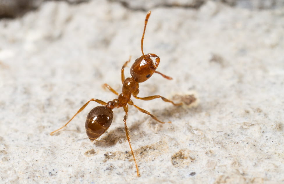 Ant Pest Control in Gold Coast