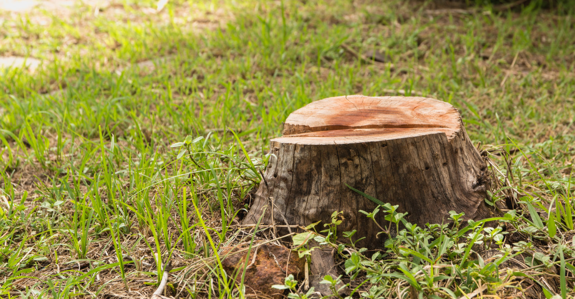 Stump grinding on the Gold Coast