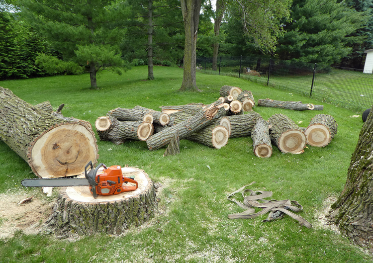 Gold Coast tree removal,