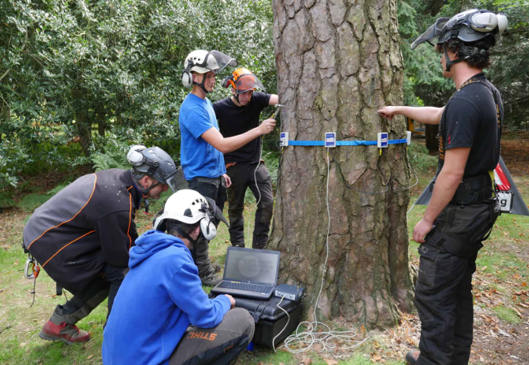 Tree inspections