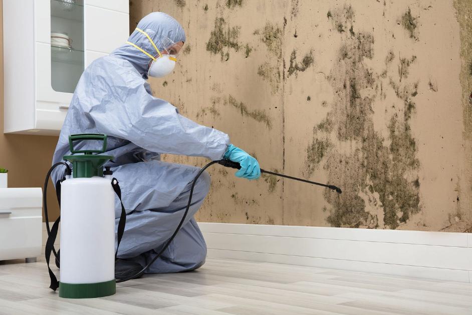mould remediation in Gold Coast