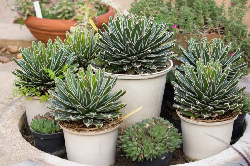 succulents on the Gold Coast
