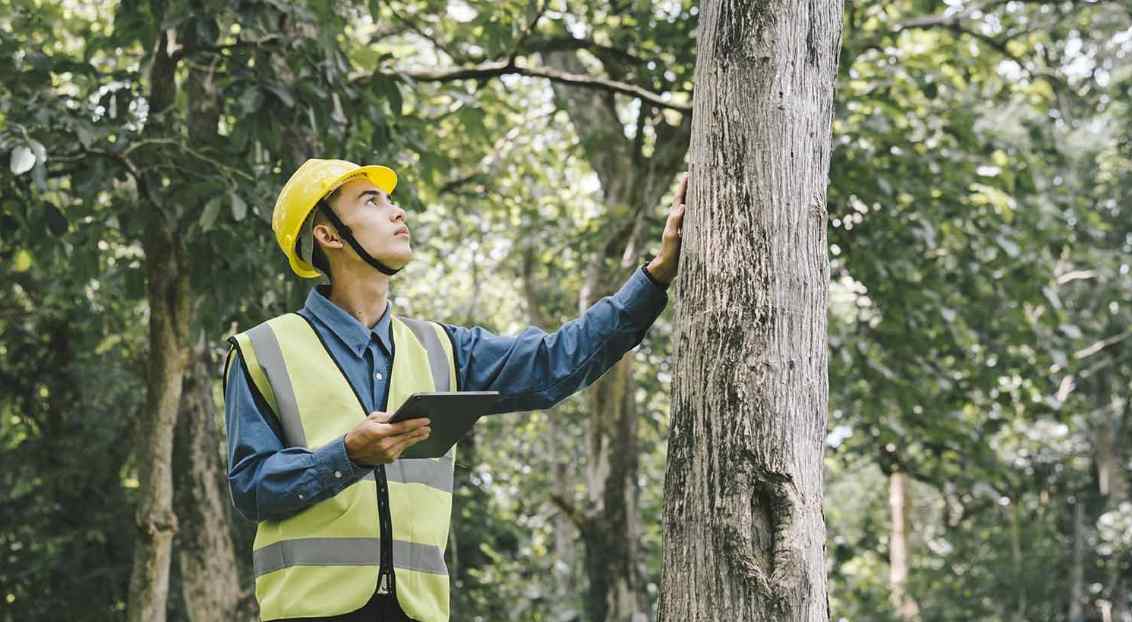 tree report